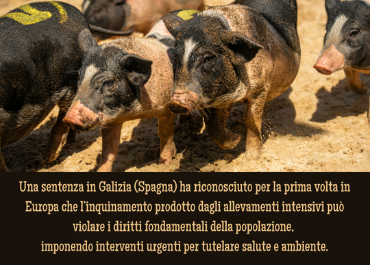 allevamenti intensivi in spagna.png